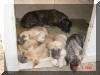 Great Dane Puppies , Great Danes for Sale , Great Dane Breeders